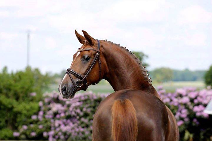 Hanoverian Mare